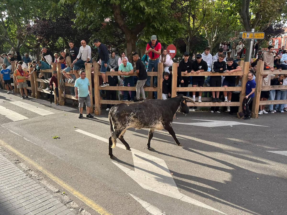 II Encierro por las calles de Toro, San Agustín 2026