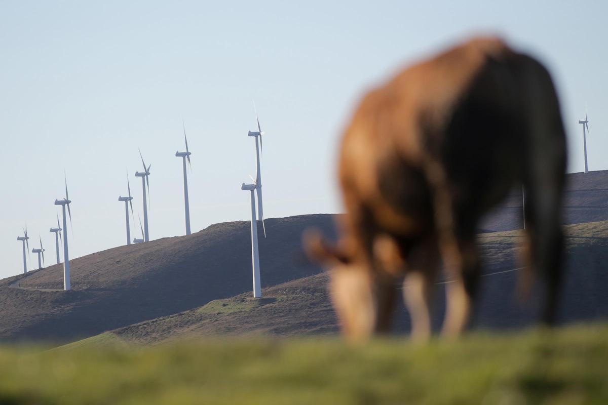 Una vaca ante un parque eólico en la Serra do Xistral