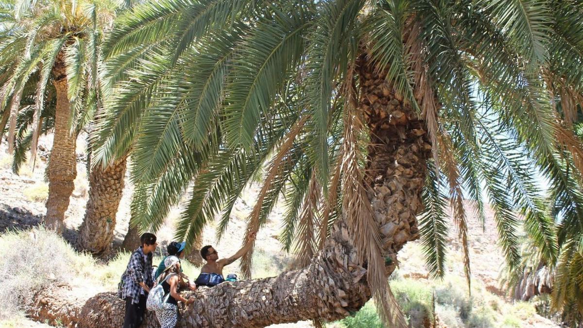 Unos jóvenes observan una palmera de la Madre del Agua, dentro de la polémica finca de Ajuy. | | LP/DLP