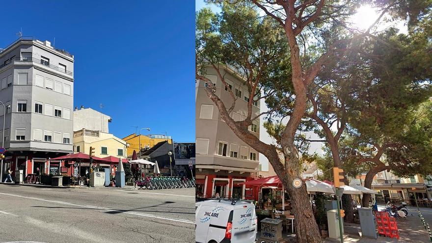 La triste estampa de la plaza Pont de Palma: Cort acaba con sus tres emblemáticos pinos