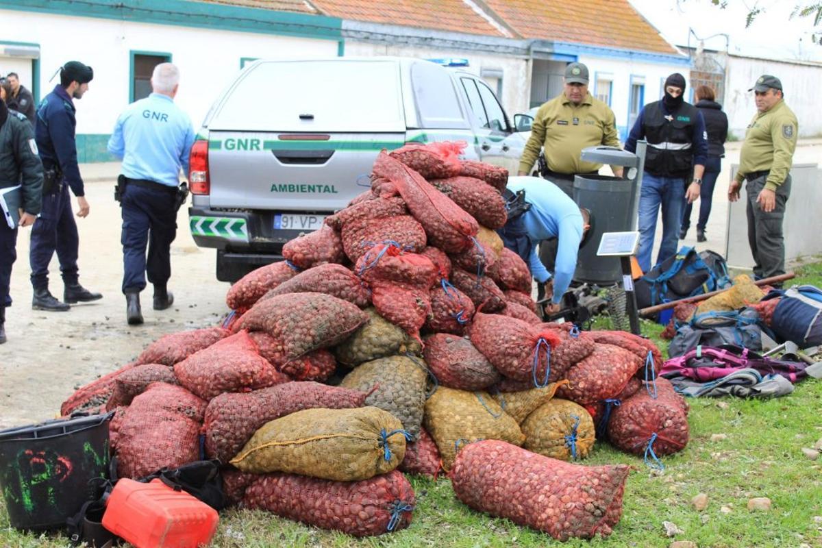 Incautación de almeja asiática, otra especie invasora