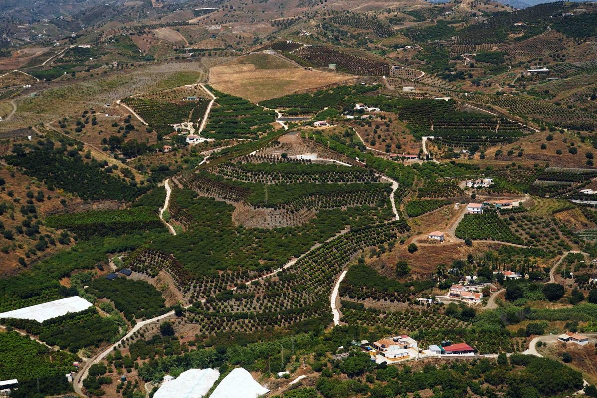 Cultivos de subtropicales en la Axarquía