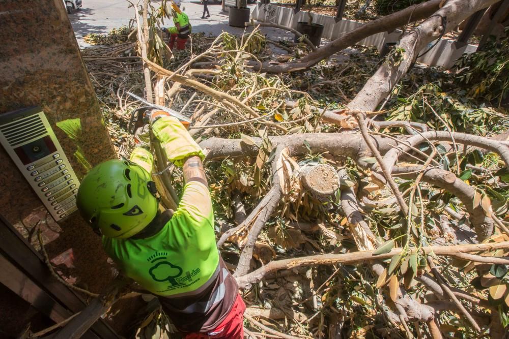 Cae parte del ficus de Santo Domingo en Murcia