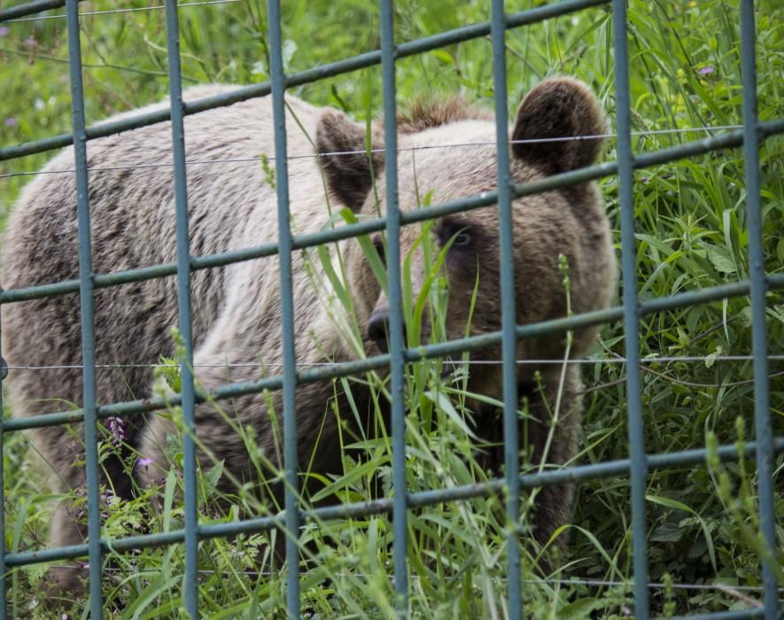 "Paca" y "Tola", las osas inseparables