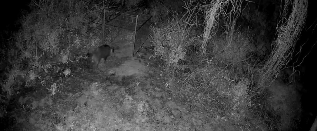 Un jabalí accediendo a una jaula en una imagen captada por la noche.