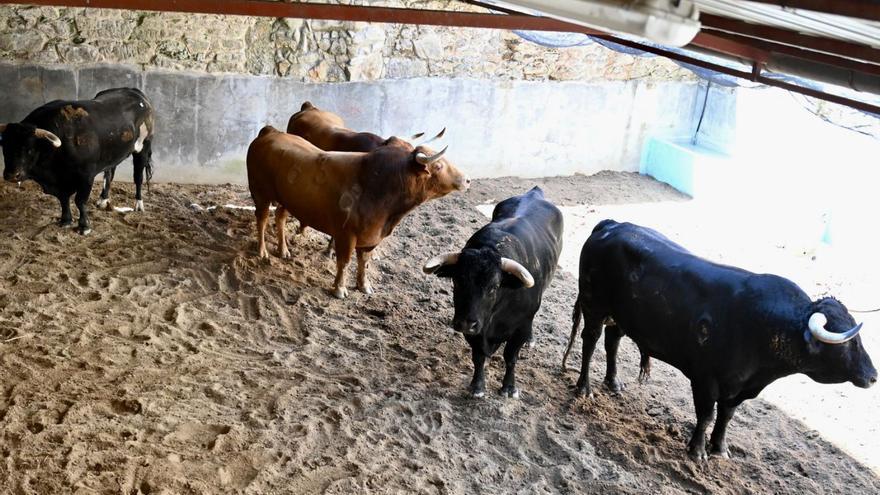 Todo listo en la plaza de toros para la miniferia de la Peregrina