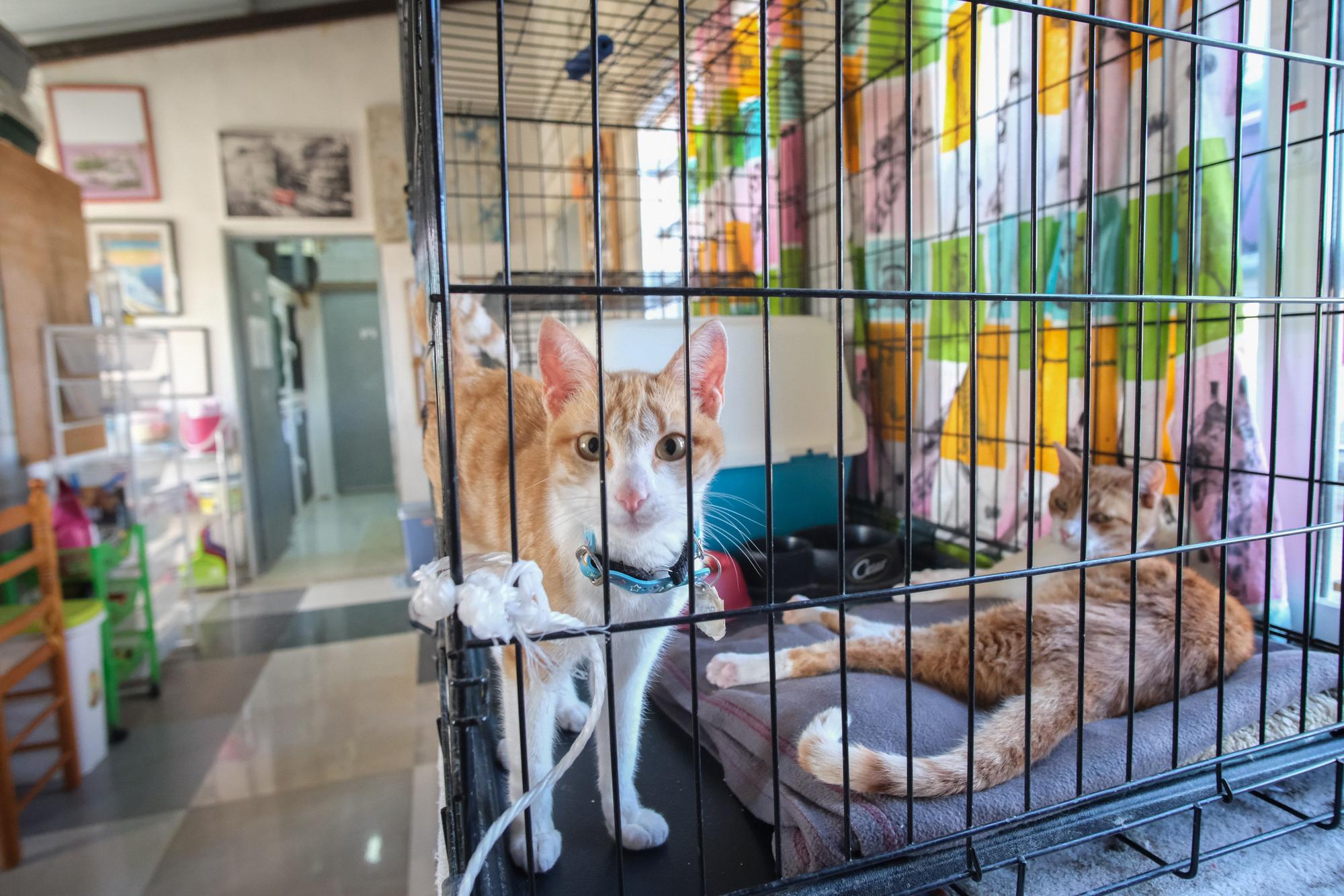 La Asociación Animalia de Guardamar trabaja en el control de colonias felinas en la localidad