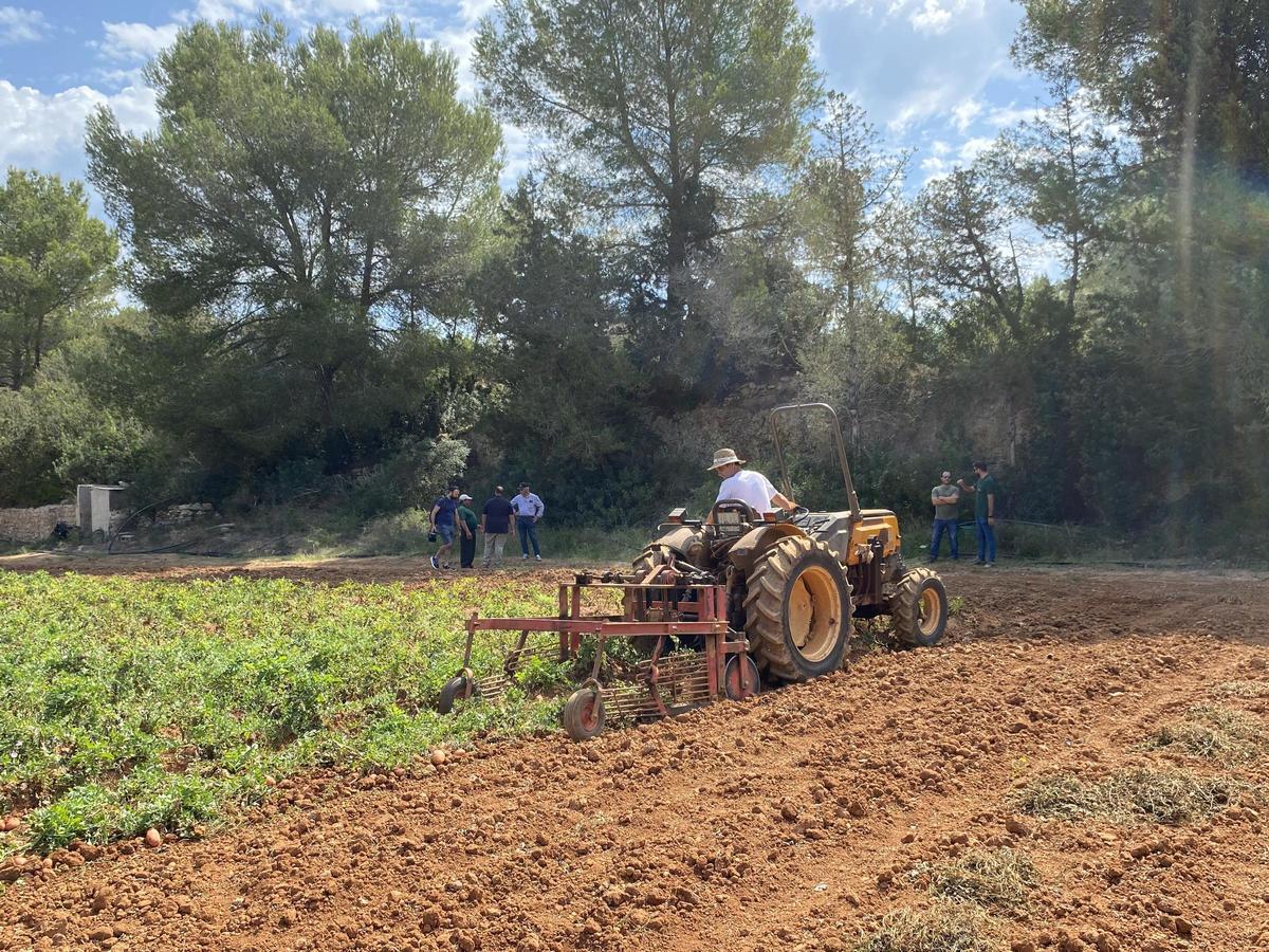Galería: Así ha sido la presentación de la campaña de la 'patata vermella eivissenca' en Es Figueral Galería: Así ha sido la presentación de la campaña de la 'patata vermella eivissenca' en Es Figueral