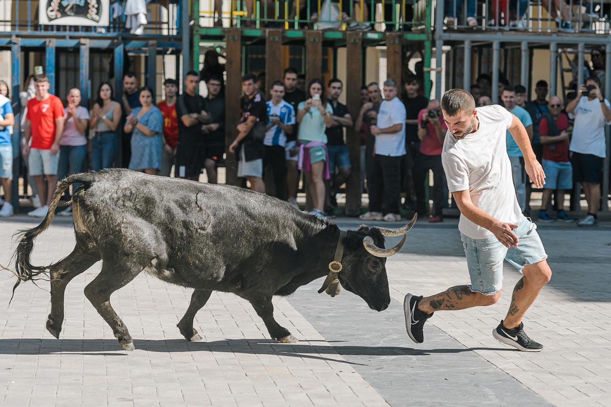 El espectáculo de vacas sobre asfalto de Eulogio Mateo en Nules ha despertado gran expectación.