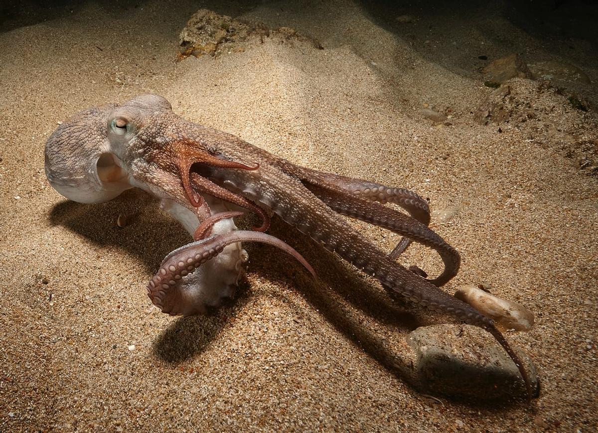 Foto de Salvador que muestra el brazo bifurcado en una etapa temprana de crecimiento