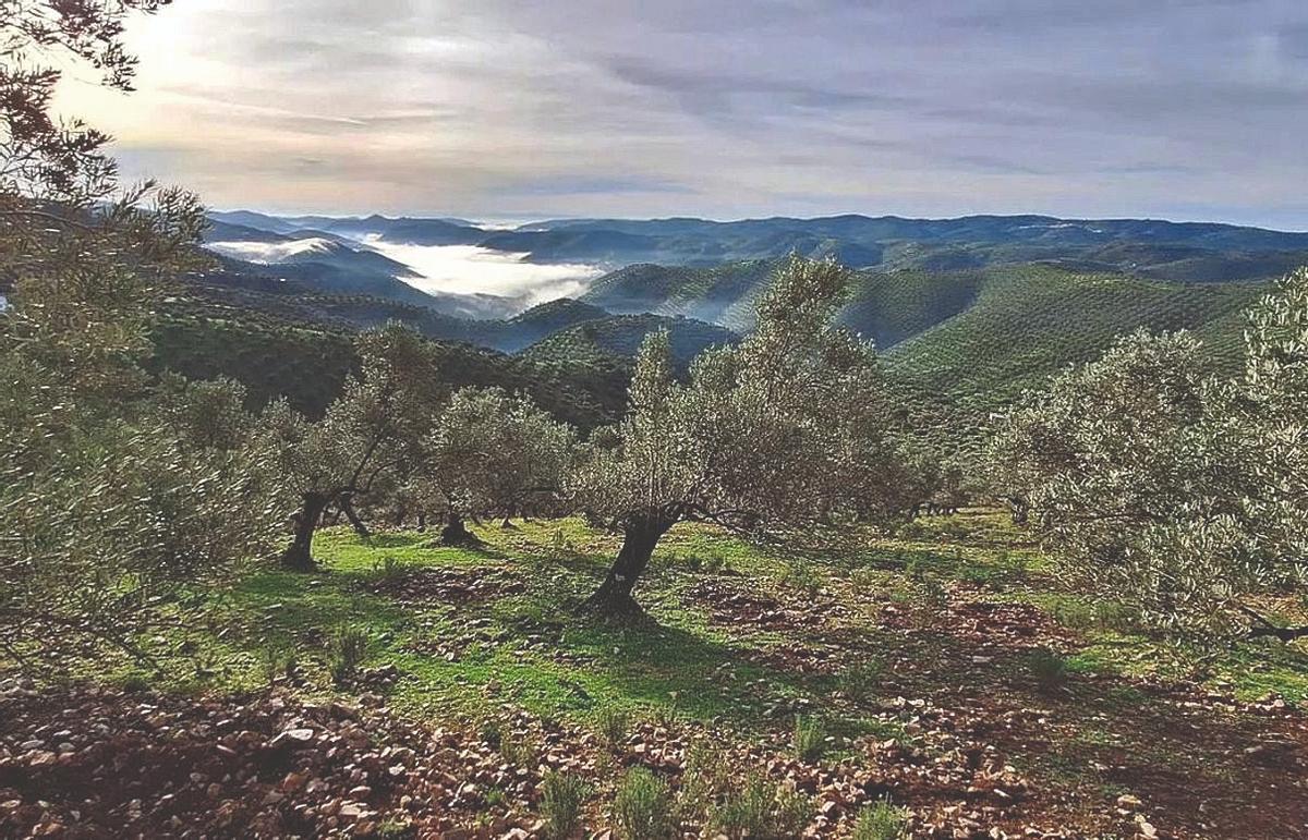 Olivares pertenecientes a la cooperativa Olivarera de los Pedroches (Olipe).