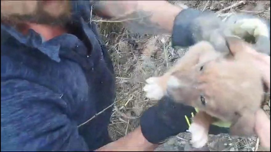 Rescatan a cinco cachorros de podenco encontrados en la sierra de Xàtiva