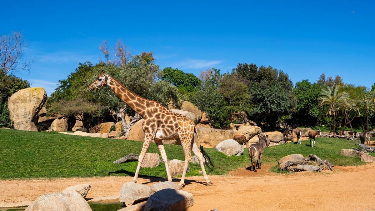 Los BIOPARC ofrecen una gran variedad de fauna salvaje