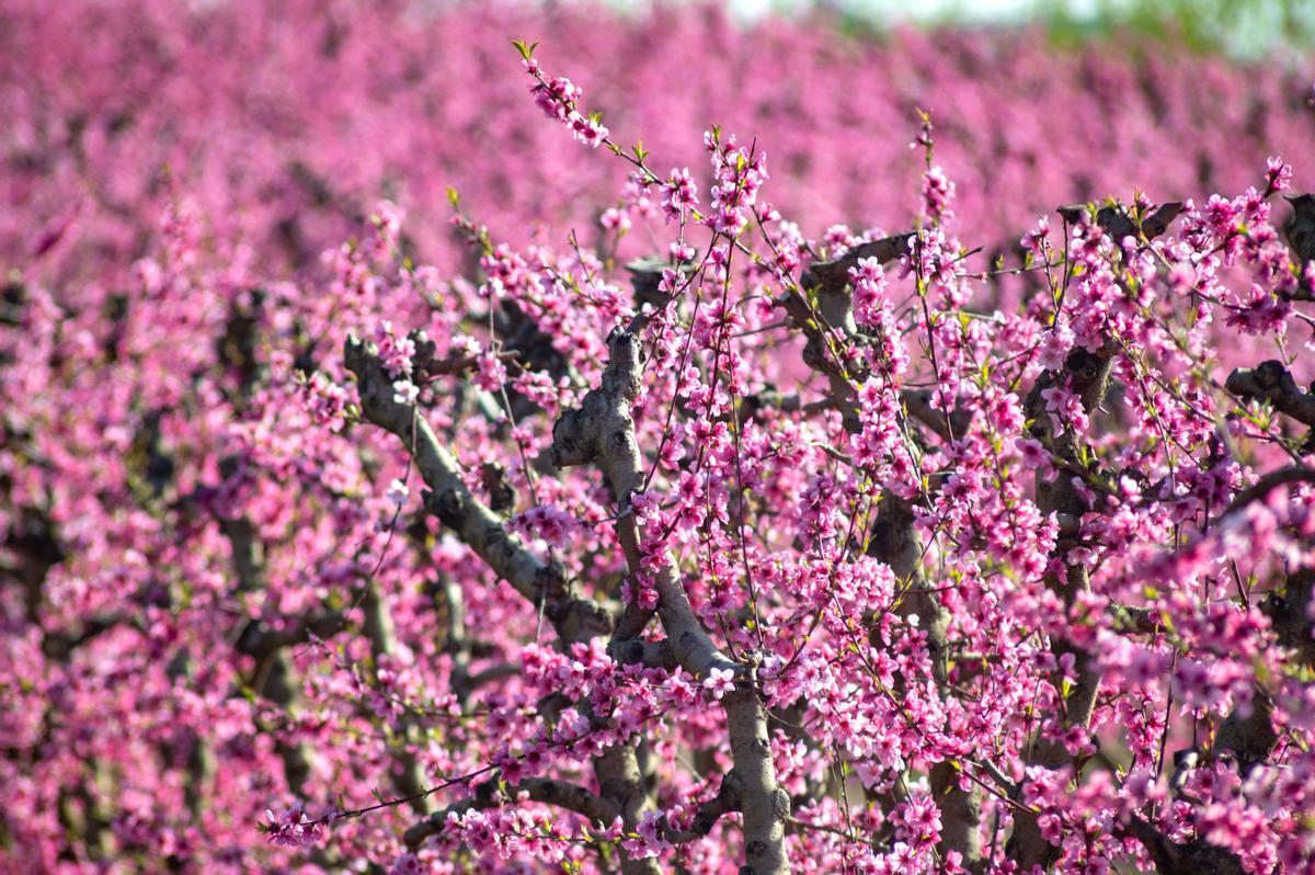 El espectáculo de la floración de los frutales en el Baix Segria, Lleida