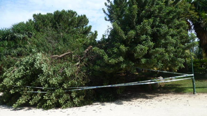 Un algarrobo situado en el sector norte del parque se derrumbó al sábado 21 de julio.