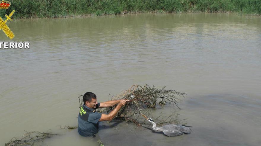 El Seprona rescata a una garza en la desembocadura del Segura