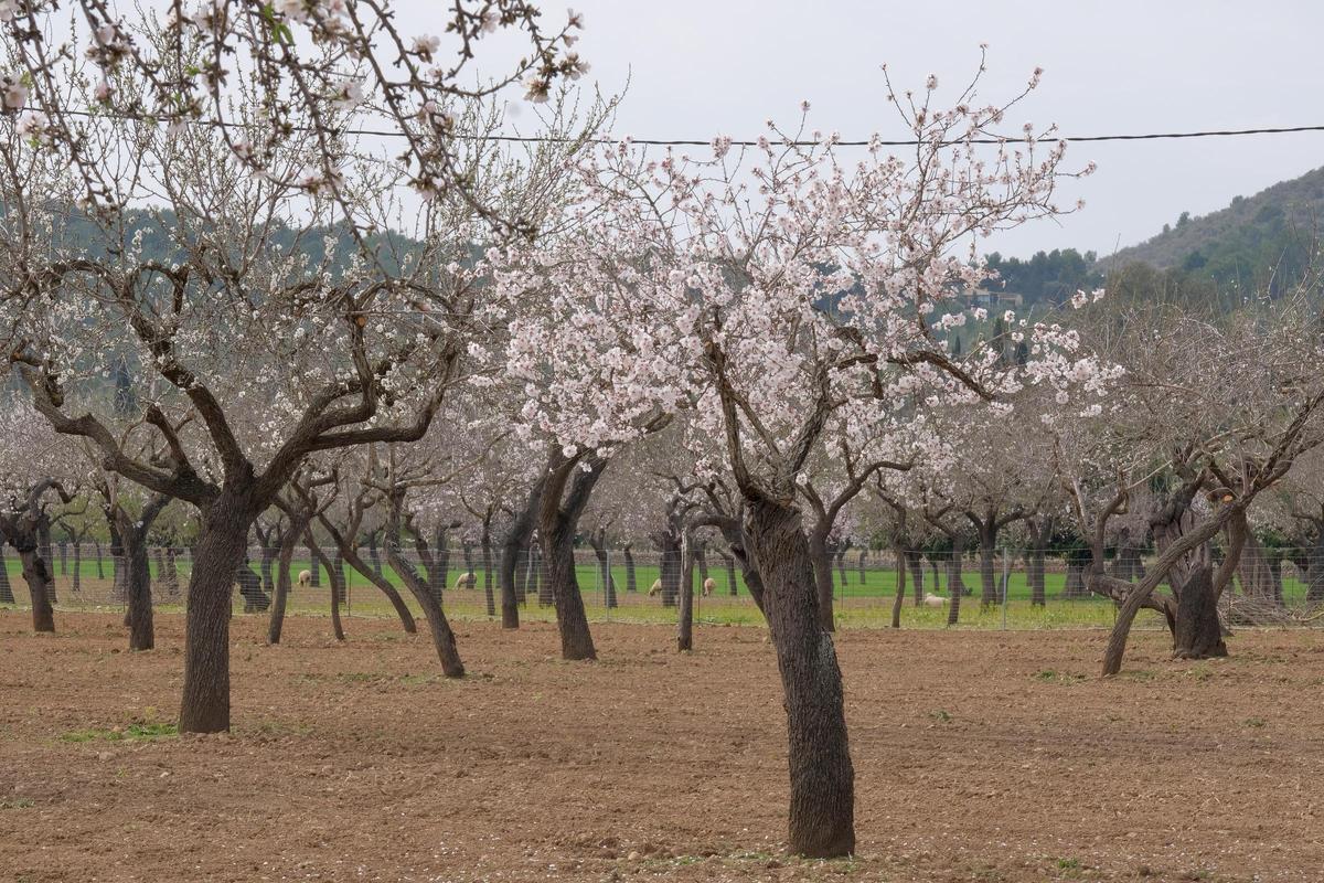 Las fotos de la tardía floración de los almendros en Mallorca Las fotos de la tardía floración de los almendros en Mallorca