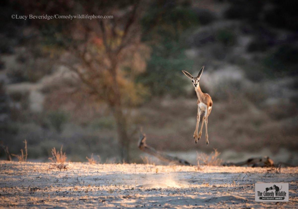 Las fotos de animales salvajes más divertidas del año