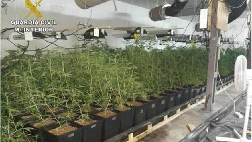 La Guardia Civil destapa en Monóvar una sofisticada plantación de marihuana