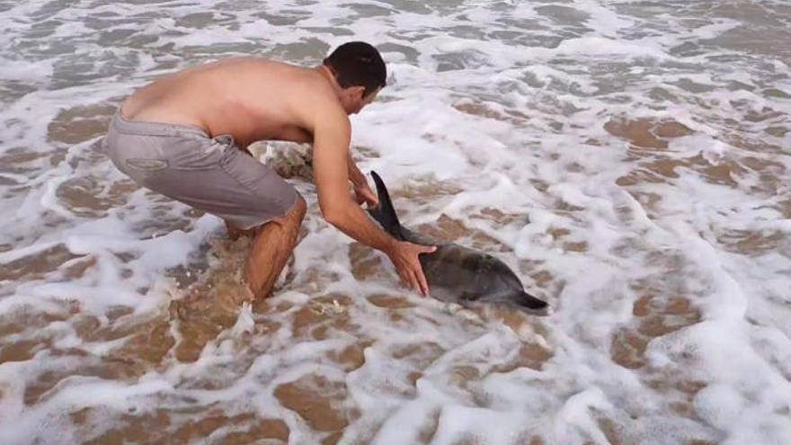 Salvan la vida a un delfín en El Cotillo