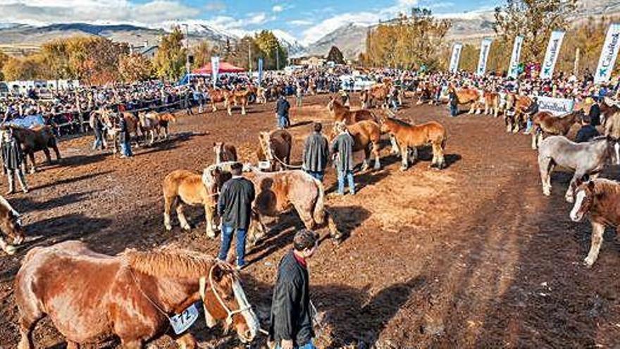 El concurs celebrat l&#039;any passat a Puigcerdà durant la Fira local