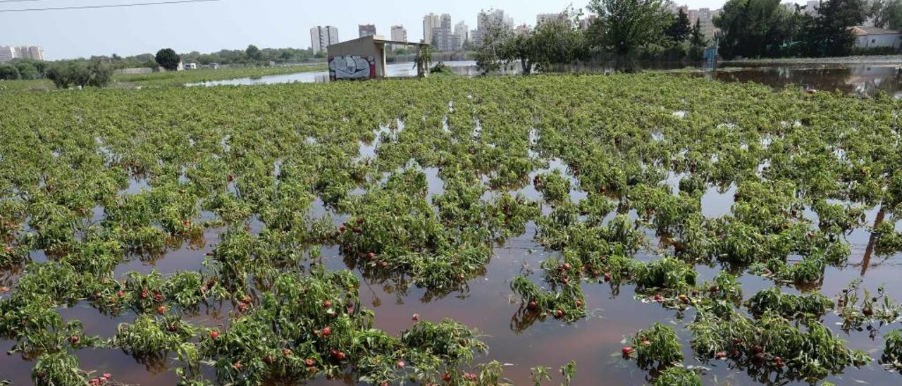 Campo inundado en la Vega Baja por la gota fría de septiembre.