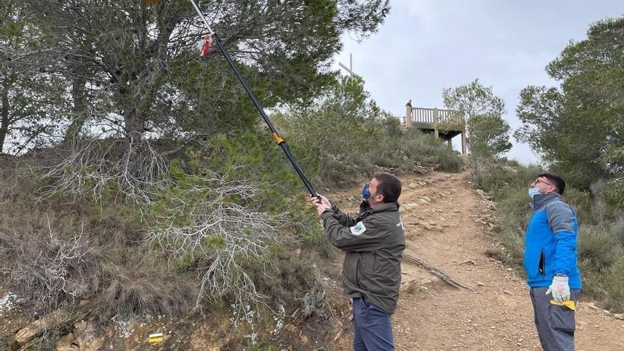 El director general del Medio Natural, Fulgencio Perona, comprueba los nidos para aves depredadoras de los insectos que atacan a las pináceas