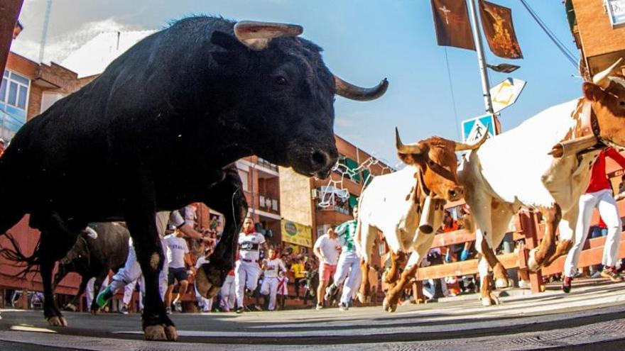 Un toro durante un encierro.