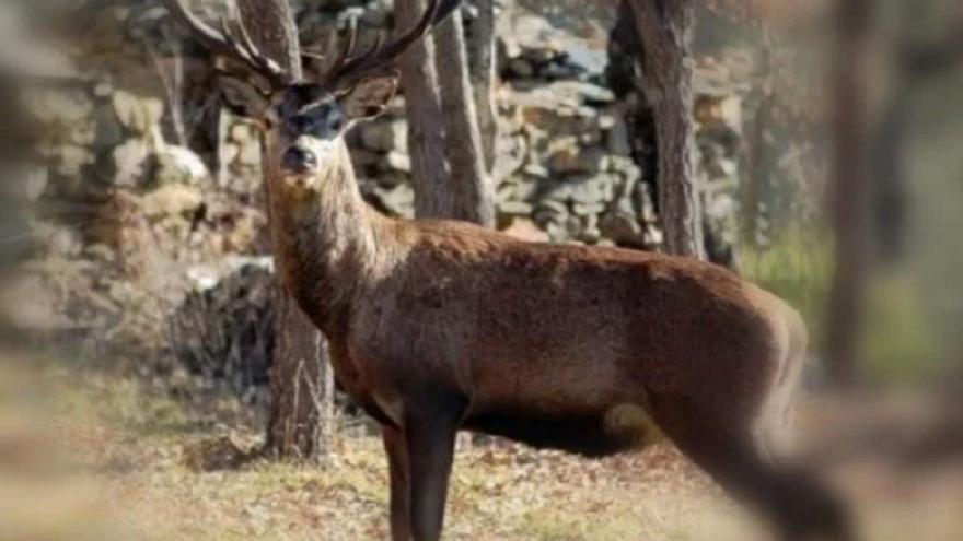 La caza de ciervo en La Culebra, el modelo &quot;lamentable&quot; que &quot;abatió&quot; a Carlitos, denuncia Ecologistas