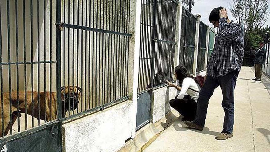 Casi la mitad de las jaulas estÃ¡n ocupadas por perros peligrosos.