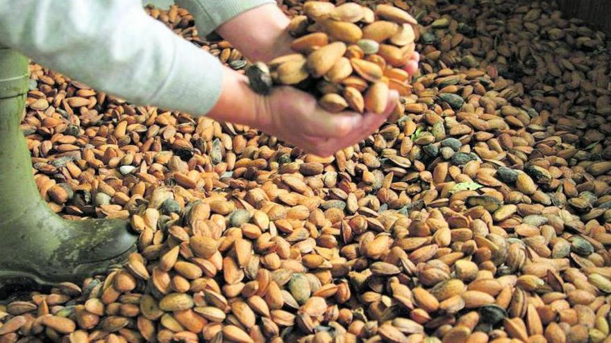 La producción de almendras en España está encabezada por Andalucía, con 210.000 hectáreas.