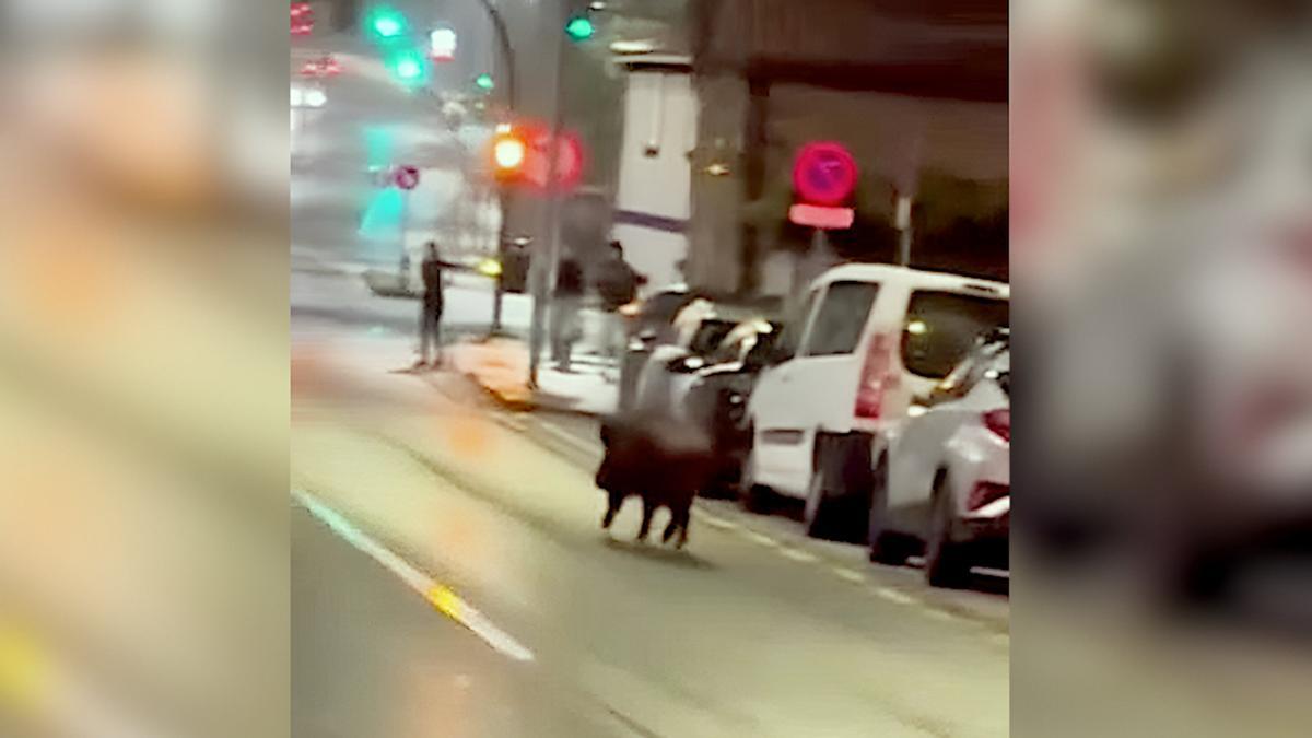 Un jabalí de gran tamaño pone en riesgo la circulación en el barrio de San Lázaro