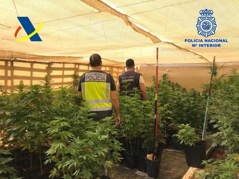 Invernadero con 315 plantas de marihuana en Fuerte