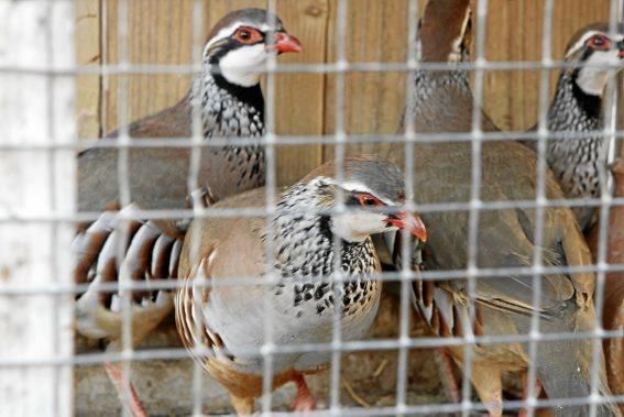 Auch das macht den Reiz Mallorcas aus: ein Markttreiben, das seinen Namen noch verdient. Hier ist nicht nur das Warenangebot bunt. Anpreisen, handeln, kaufen - und den kleinen Plausch nicht vergessen.