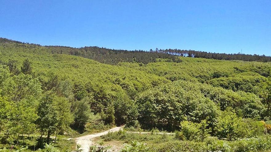 Meira inscribe 20 hectáreas de castaños en el Registro de Masas Consolidadas de Frondosas