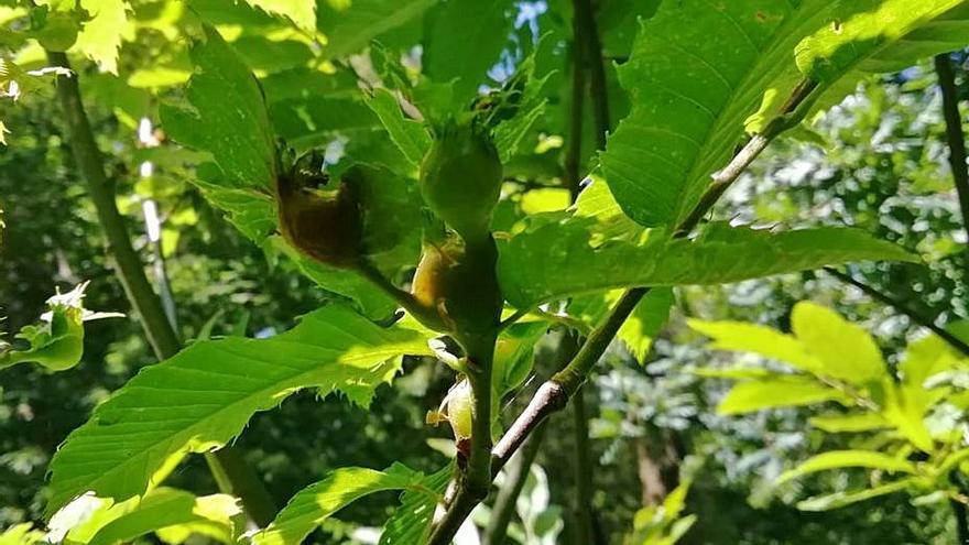 Abultamiento en hojas del castaño de donde sale la avispilla