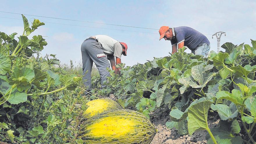El melón de Carrizales remonta tras la merma de 2023 con menos productores