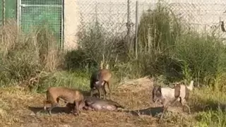 Tres perros atemorizan a los vecinos de Los Garres y llegan a matar a varios animales