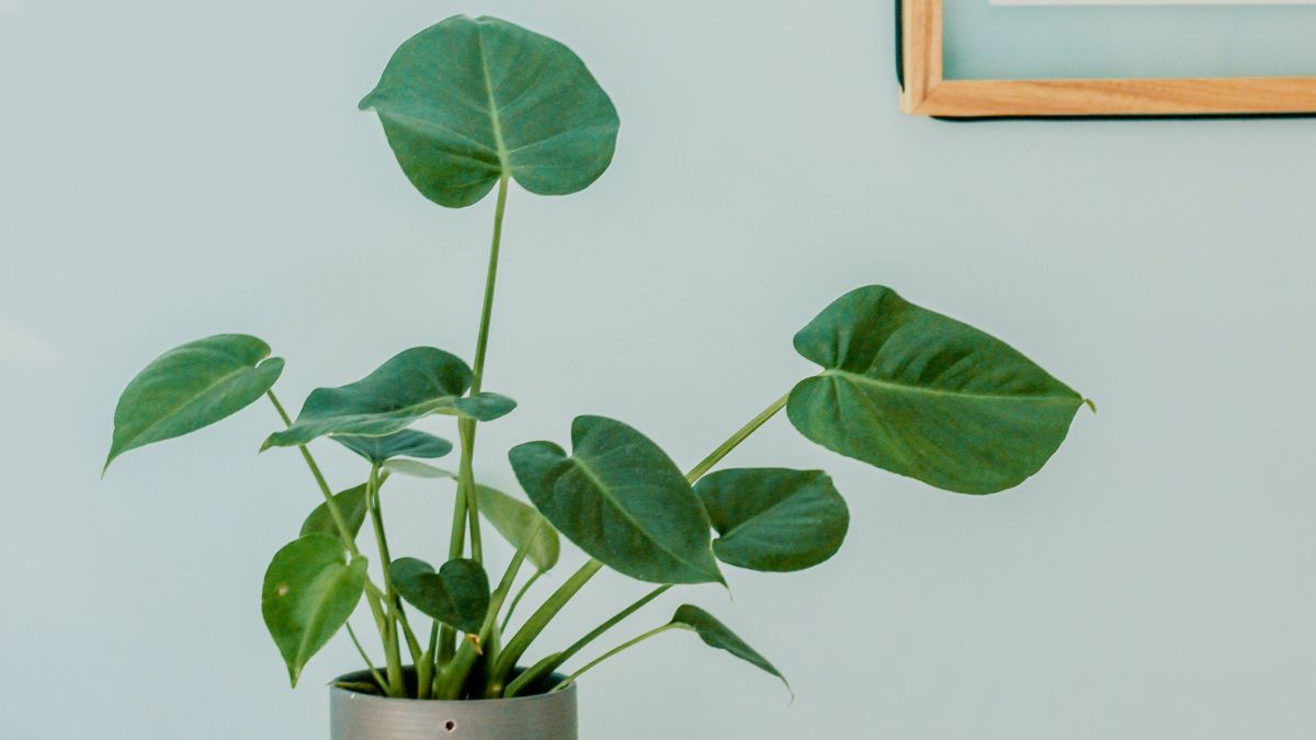 7 plantas de interior que pueden absorber la humedad de tu casa 