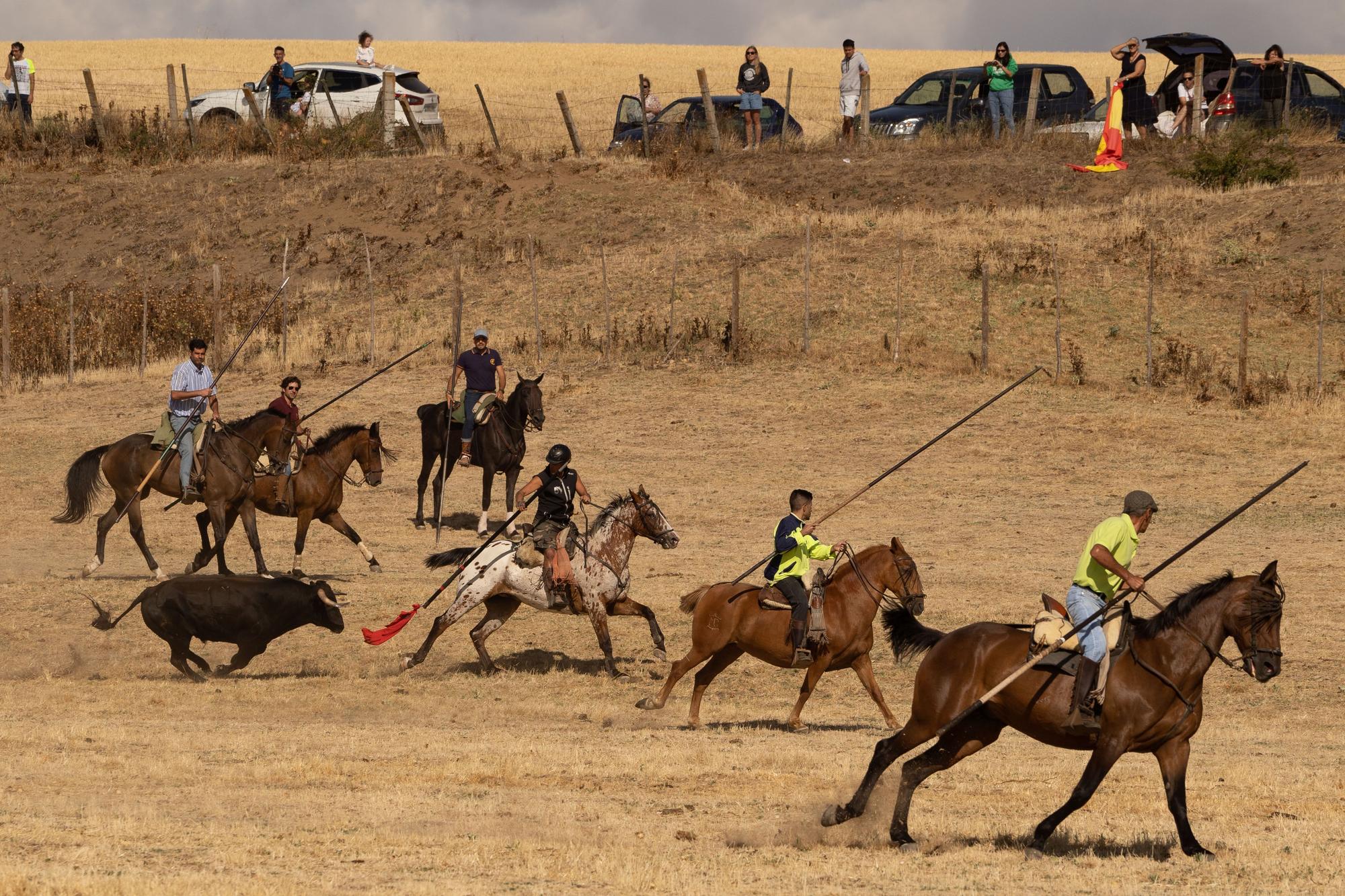 GALERÍA | Encierro mixto en Fuentelapeña