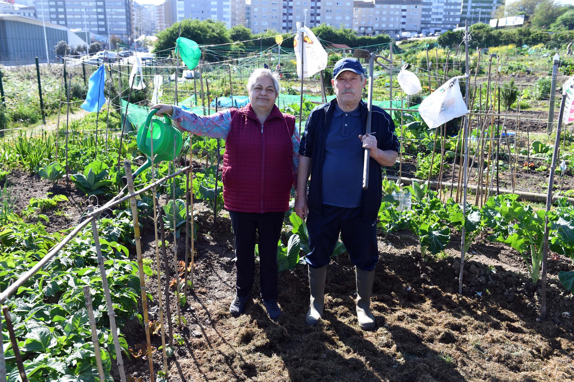 Huertos urbanos de A Coruña, un ocio saludable