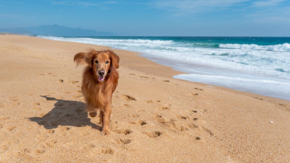 ¡No sin mi mascota! 16 playas de Andalucía para ir con tu perro