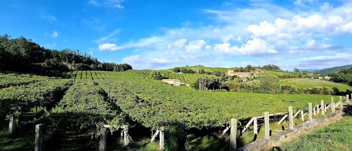 Los viñedos de Pazo Baión, en Vilanova.