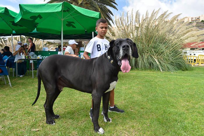 II Feria de mascotas, en Maspalomas