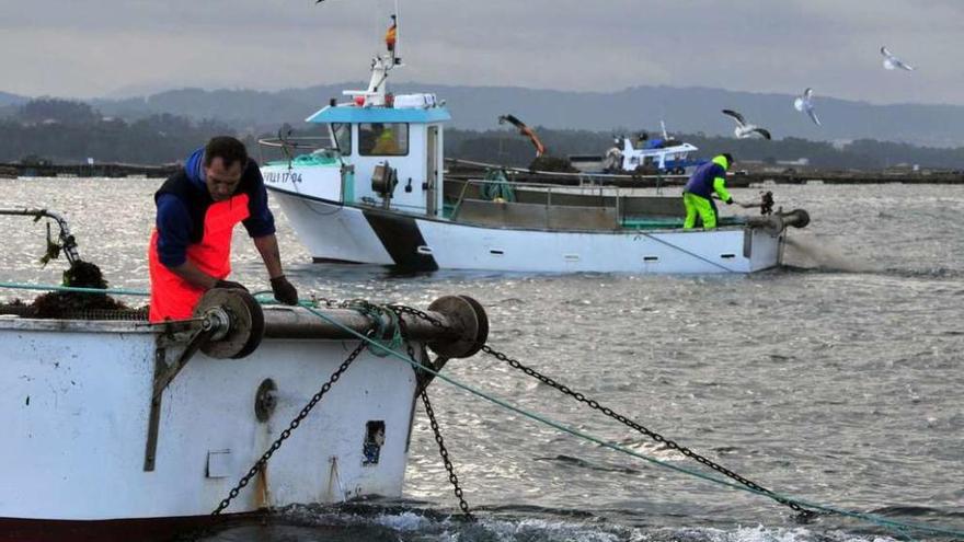 Marineros pescan volandeira en una ría gallega.