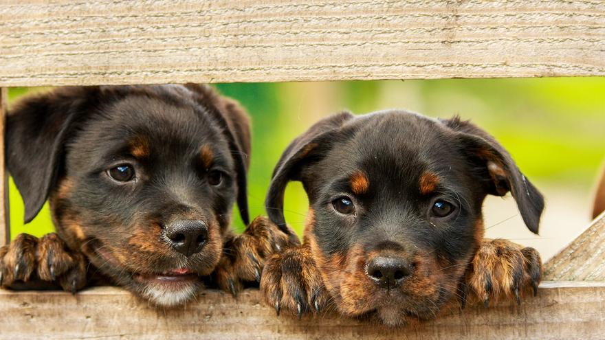 Gaudeix de les vacances de Setmana Santa amb la teva mascota a la província de Girona