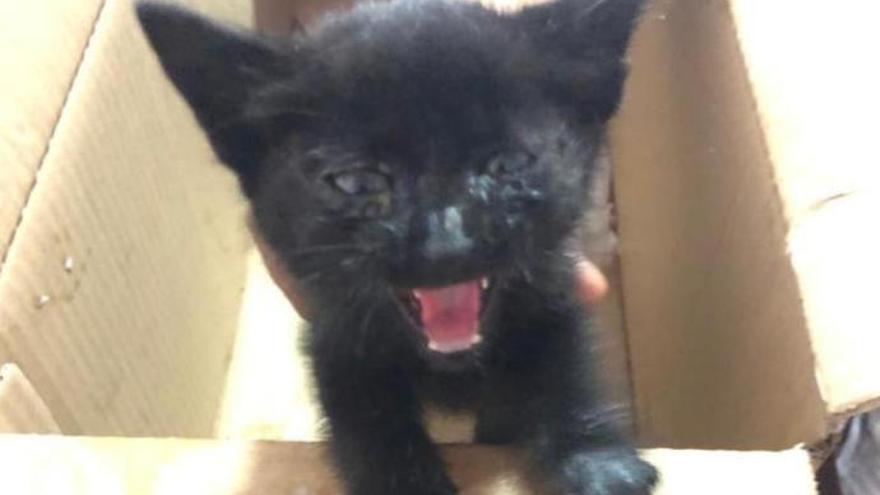 Abandonan cuatro gatos recién nacidos en una caja en la carretera