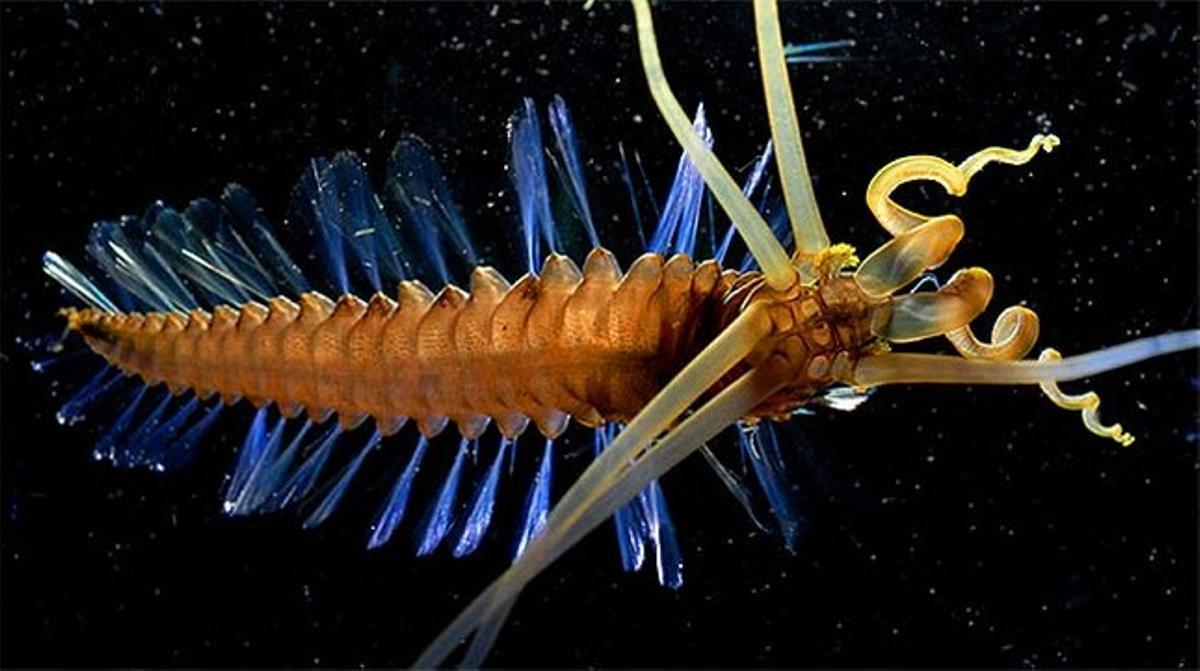 Una rara especie, mezcla de gusano y calamar, hallado en el mar de Célebes, en el sureste de Asia.