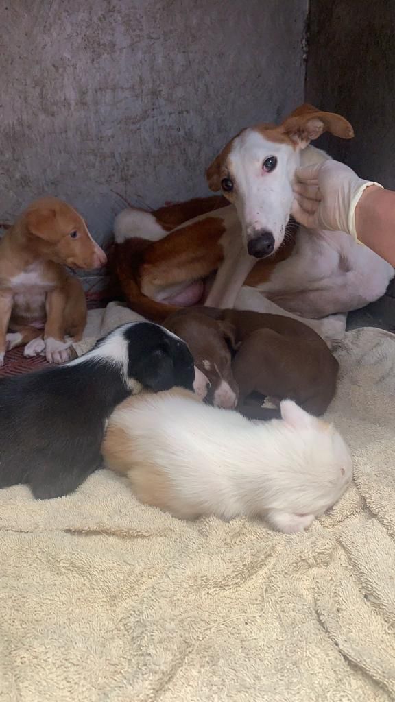 Todos los perros hacinados en el criadero ilegal de Xàtiva están en casas temporales de acogida