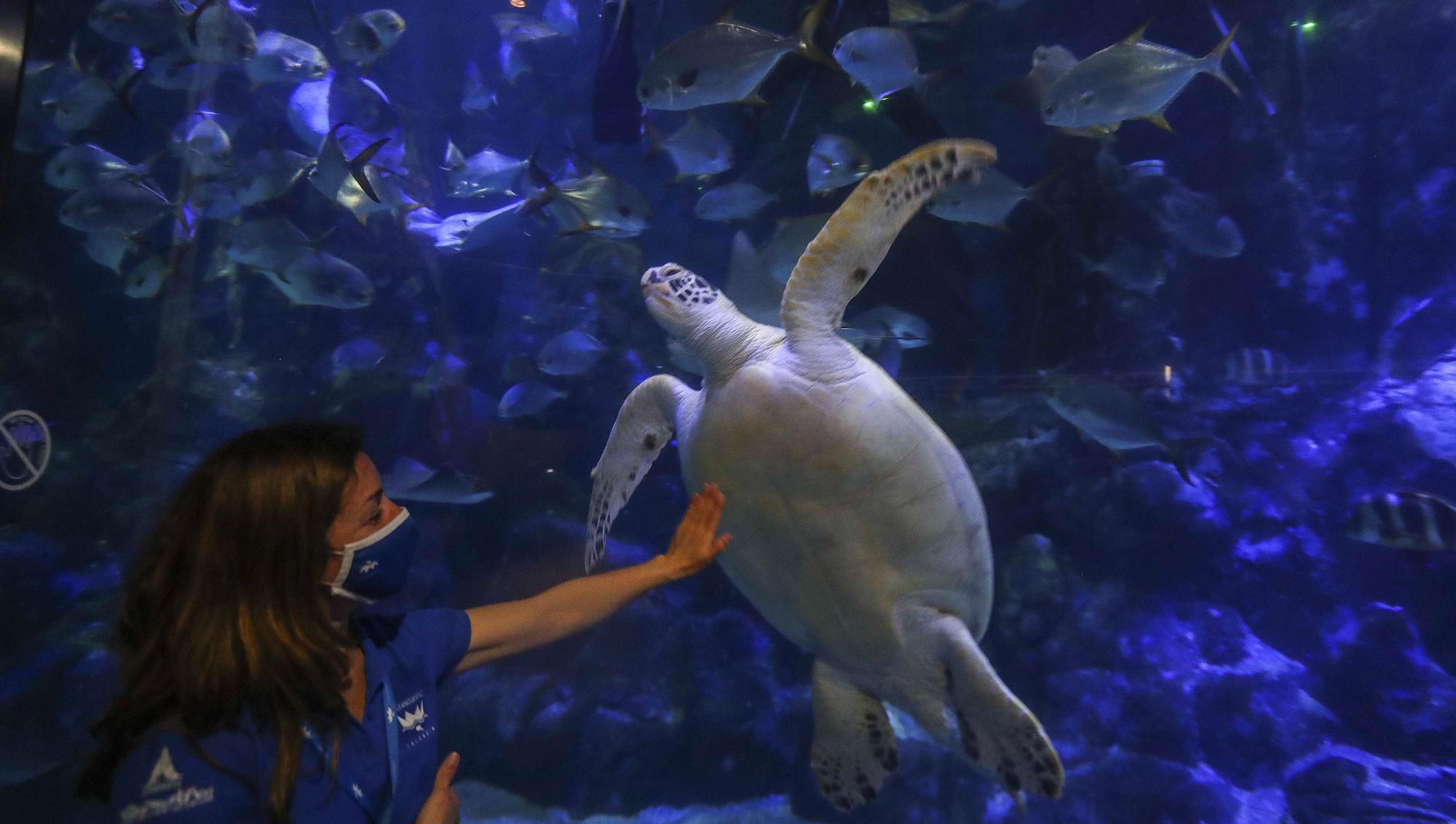 La cara oculta del acuario más grande de Europa. El Oceanogràfic